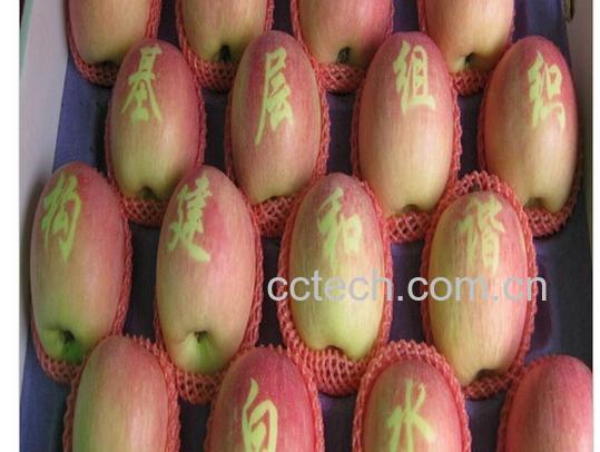 果蔬百科白水苹果-0