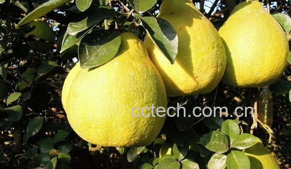 果蔬百科沙田柚-0