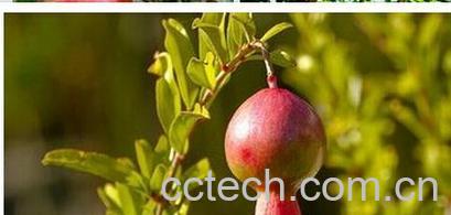 果蔬百科石榴-0