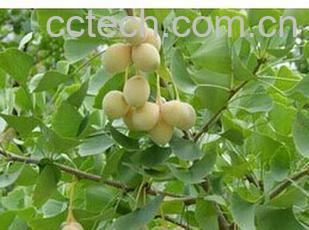 果蔬百科银杏果-0