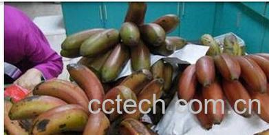 果蔬百科红皮香蕉-0