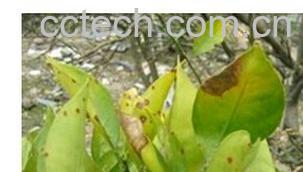 果蔬百科柑橘炭疽病-0