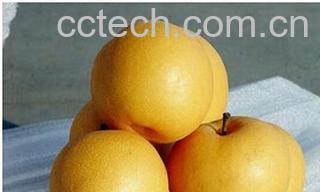 果蔬百科黄金梨-0