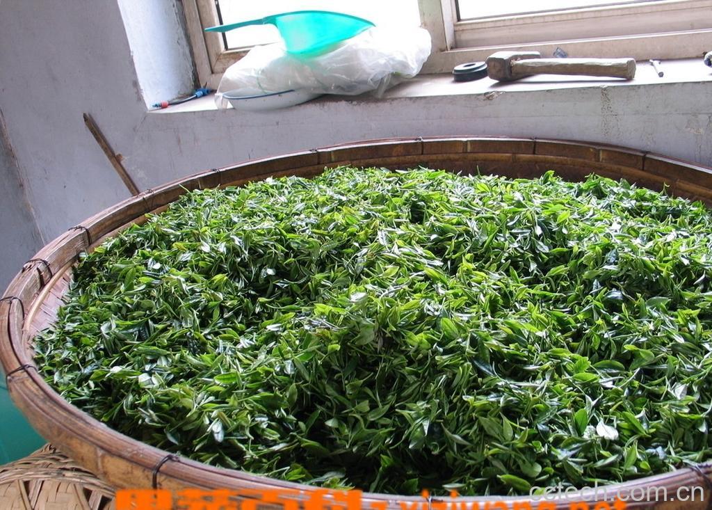 果蔬百科准备怀孕前能喝绿茶吗-0