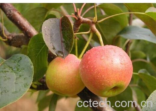 果蔬百科南国梨-0