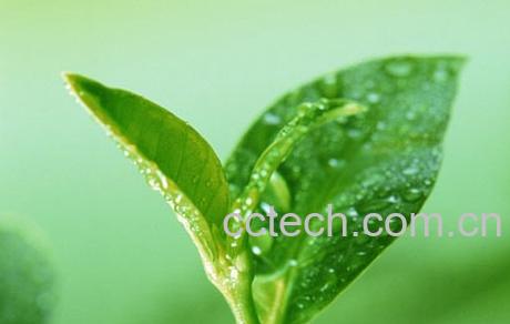 果蔬百科白茶泡法-0