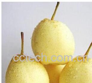 果蔬百科水晶梨-0