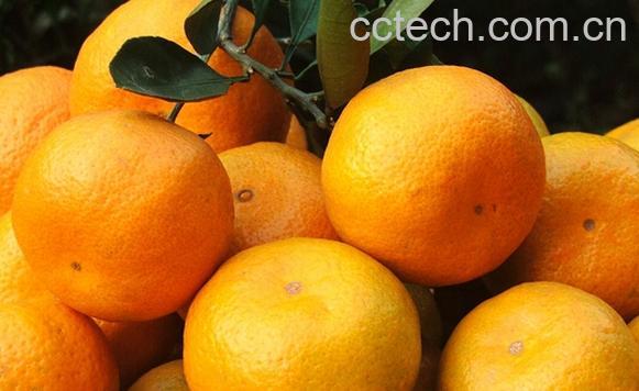 果蔬百科柑桔-0