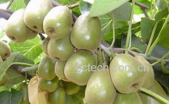 果蔬百科红阳猕猴桃-0