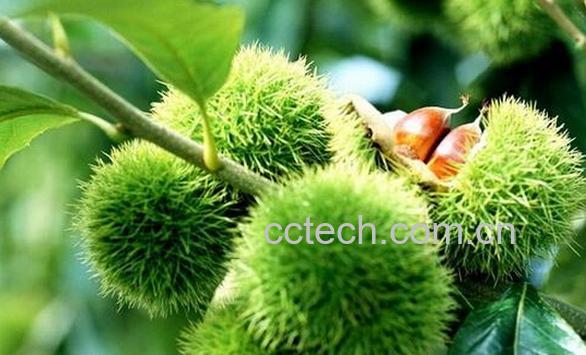 果蔬百科山毛榉-0