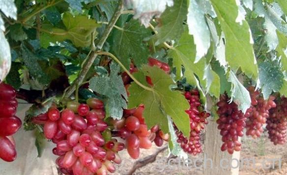 果蔬百科红乳葡萄-0