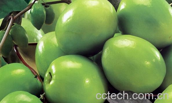 果蔬百科青枣-0