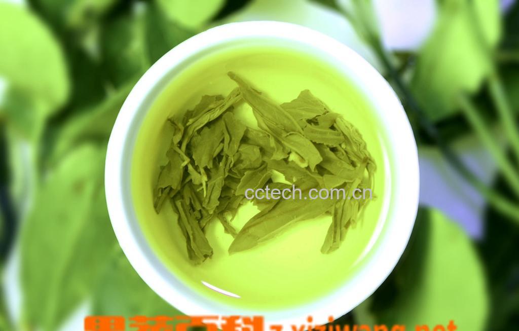 果蔬百科绿茶有哪些品种-0