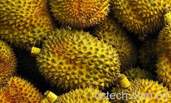 果蔬百科榴莲-0