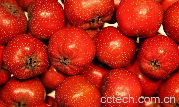 果蔬百科山楂果-0