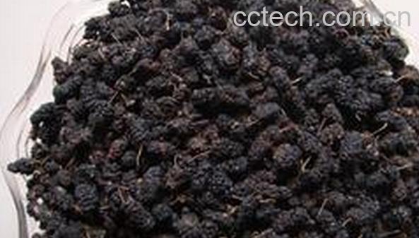 果蔬百科干桑葚-0