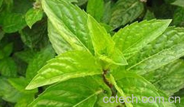 果蔬百科野薄荷-0