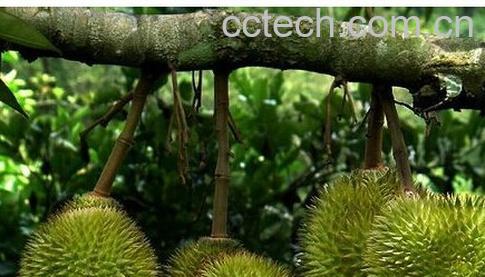 果蔬百科榴莲-0