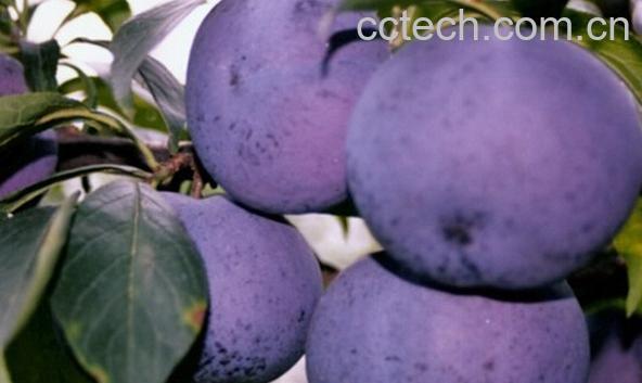 果蔬百科西洋李子-0