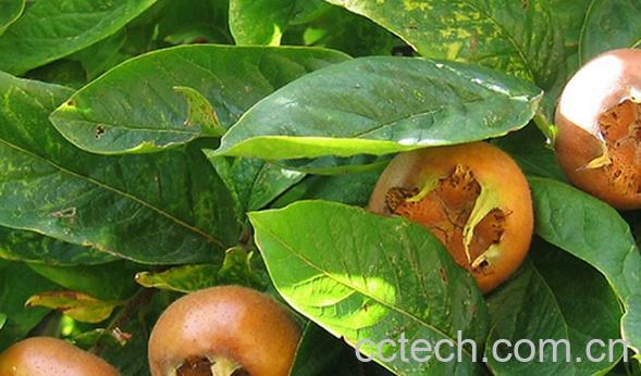 果蔬百科欧楂-0