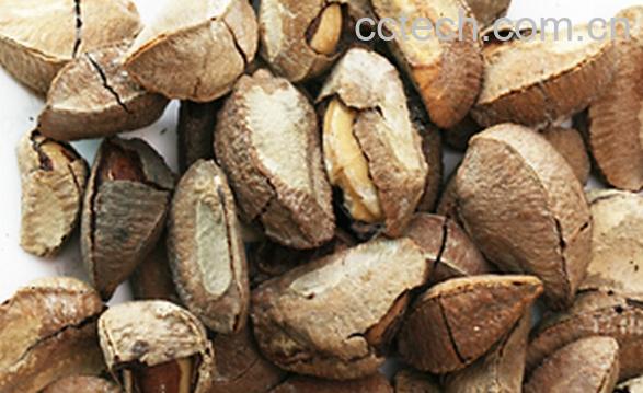 果蔬百科巴西栗-0