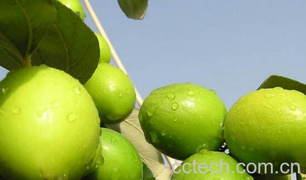 果蔬百科毛叶枣-0