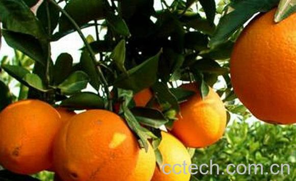 果蔬百科廉江红橙-0