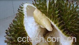 果蔬百科榴莲-0