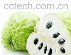 果蔬百科凤梨和释迦-0