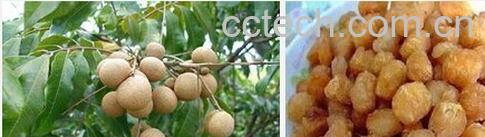 果蔬百科龙眼和桂圆-0