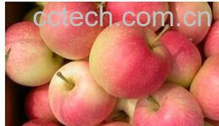 果蔬百科嘎啦果-0