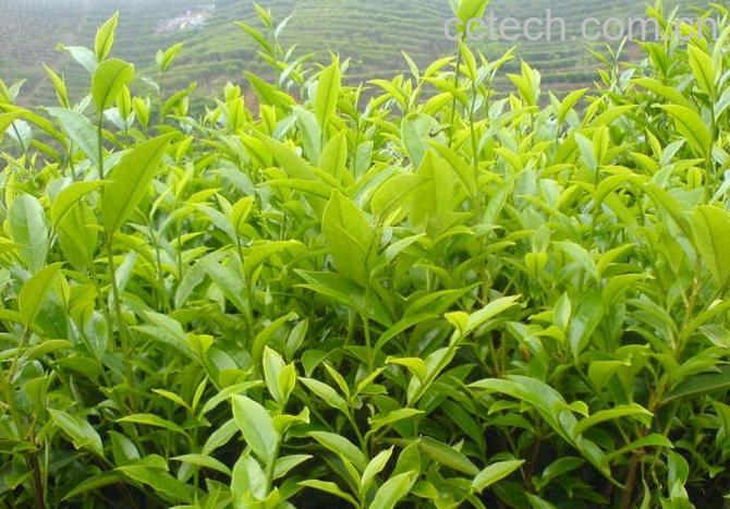 果蔬百科单枞茶-0