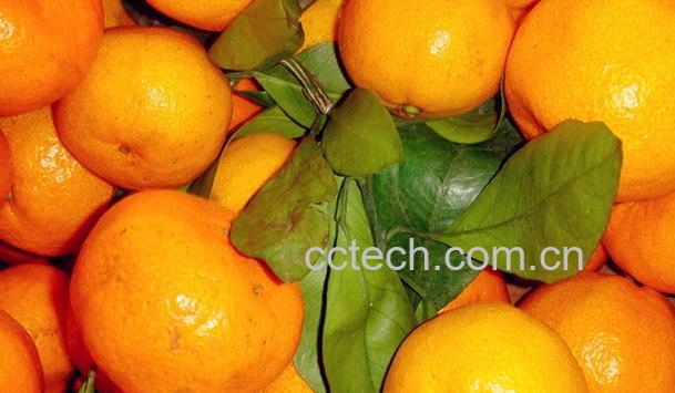 果蔬百科桔子是酸性食物吗-0