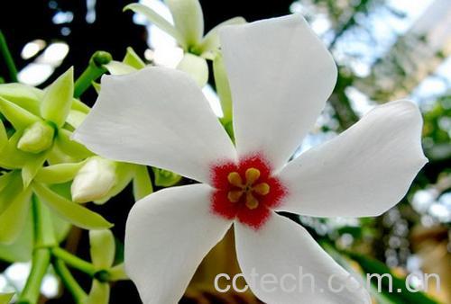 果蔬百科海芒果-0