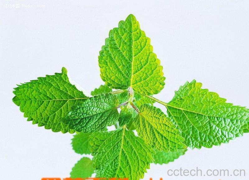 果蔬百科薄荷茶-0