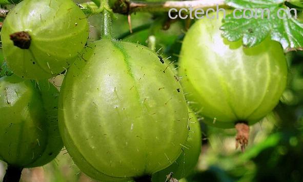 果蔬百科鹅莓-0