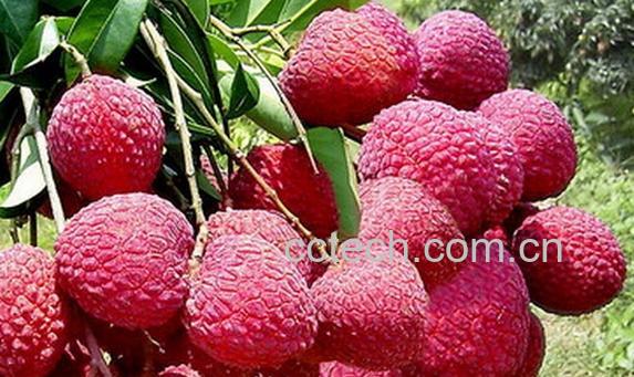 果蔬百科鲜荔枝-0