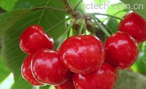果蔬百科公爵樱桃-0