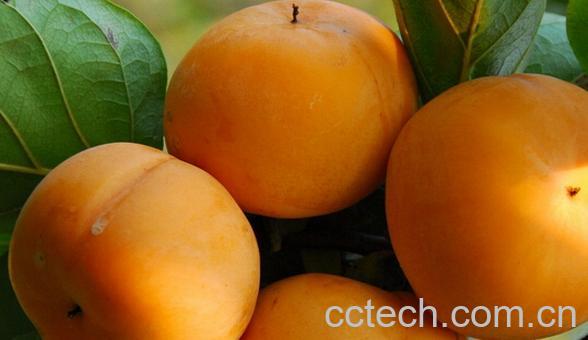 果蔬百科月柿-0