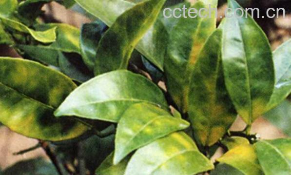 果蔬百科柑橘黄龙病-0