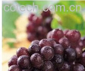 果蔬百科葡萄-0