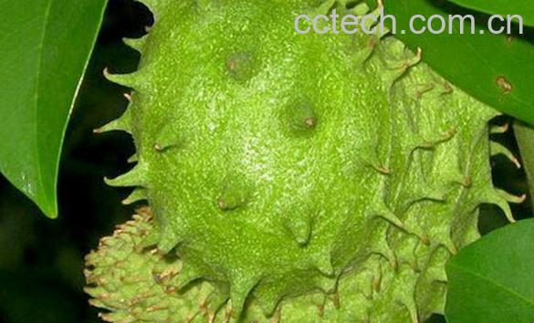 果蔬百科刺果番荔枝-0