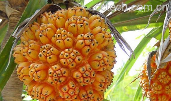 果蔬百科野菠萝-0