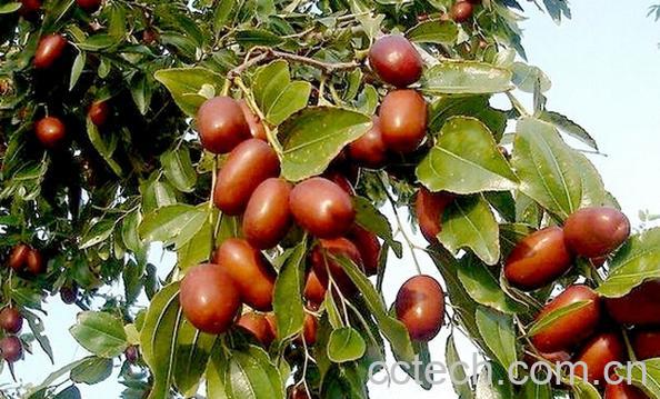 果蔬百科赞皇大枣-0