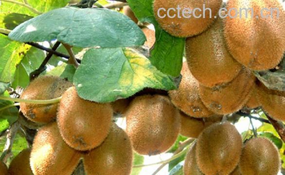 果蔬百科徐香猕猴桃-0