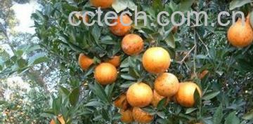 果蔬百科桔子叶-0