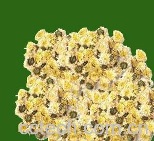 果蔬百科菊花茶-0