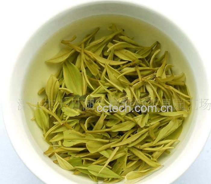 果蔬百科白茶-0