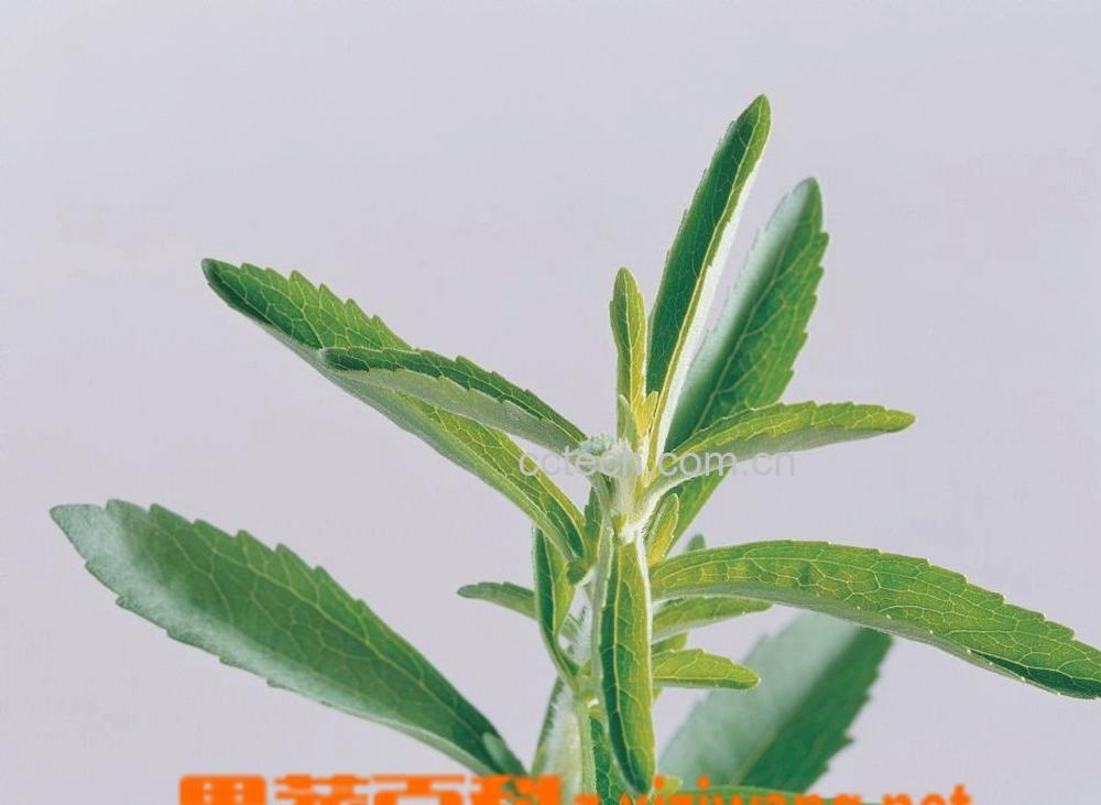 果蔬百科苦丁茶-0