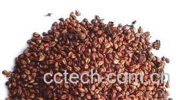 果蔬百科葡萄籽-0